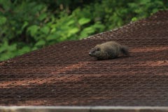 Groundhog Carefully Crossing Open Grate Bridge royalty free stock photo Groundhog Carefully Crossing Open Grate Bridge royalty free stock photo