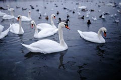 A group of the beautiful white swan floating in a cold water. royalty free stock image A group of the beautiful white swan floating in a cold water. royalty free stock image