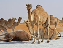 Group of camels rolling in the sand royalty free stock photography Group of camels rolling in the sand royalty free stock photography