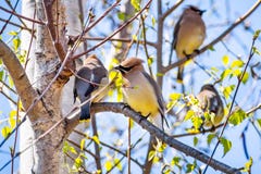 A group of Cedar Waxwing Bombycilla cedrorum sitting in a birch tree on a sunny spring day, San Francisco bay area, California stock image A group of Cedar Waxwing Bombycilla cedrorum sitting in a birch tree on a sunny spring day, San Francisco bay area, California stock image