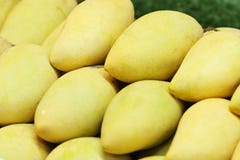 Group of close-up yellow ripen fresh sweet mangoes from fruit orchard, famous asia summer souvenir royalty free stock images Group of close-up yellow ripen fresh sweet mangoes from fruit orchard, famous asia summer souvenir royalty free stock images