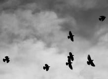 Group of crows flying passing over clouds royalty free stock images Group of crows flying passing over clouds royalty free stock images