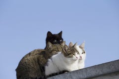 a group of different colors cats on the roof looks away stock photos a group of different colors cats on the roof looks away stock photos