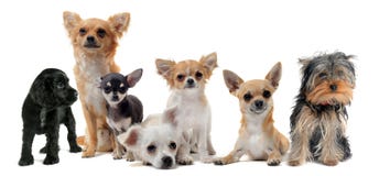 Group of dogs royalty free stock photos Group of dogs royalty free stock photos