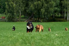 A group of dogs is racing. royalty free stock photos A group of dogs is racing. royalty free stock photos