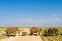A group of elephants with baby crosses the road. Amboseli, Kenya stock photo A group of elephants with baby crosses the road. Amboseli, Kenya stock photo
