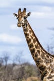Group of Giraffes in Kruger National park royalty free stock image Group of Giraffes in Kruger National park royalty free stock image