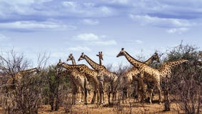 Group of Giraffes in Kruger National park royalty free stock images Group of Giraffes in Kruger National park royalty free stock images
