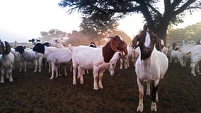 Group of goats on a farm stock photography Group of goats on a farm stock photography