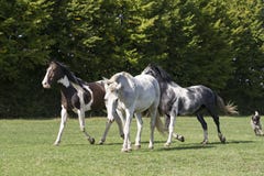Group of horses in a field of grass Royalty Free Stock Photography Group of horses in a field of grass Royalty Free Stock Photography
