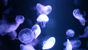 Group of Jellyfish