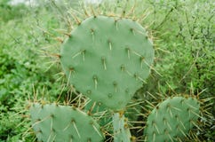 Group of natural green cactus with many thorns around royalty free stock image Group of natural green cactus with many thorns around royalty free stock image