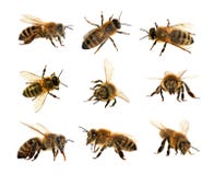 Group Of Bee Or Honeybee In Latin Apis Mellifera, European Or Western Honey Bees Isolated On The White Background, Golden Royalty Free Stock Photo