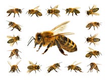 Group Of Bee Or Honeybee On White Background, Honey Bees Stock Images