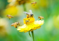 Group Of Bees On A Flower Stock Photography Group Of Bees On A Flower Stock Photography