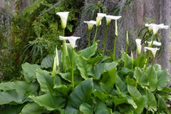 Group Of Calla Flowers In Garden. White Lily. Stock Photography