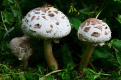 Group Of False Parasol Mushrooms Stock Photography