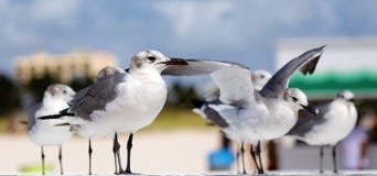 Group Of Laughing Gull Seagull In South Florida Miami Beach Stock Photography
