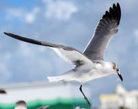 Group Of Laughing Gull Seagull In South Florida Miami Beach Royalty Free Stock Photos
