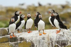 Group Of Puffins On A Rock Stock Photos