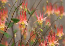 Group Of Red Columbine Aquilegia Flowers Stock Images