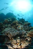 Group Of Snorkellers Above Coral Reef Stock Images Group Of Snorkellers Above Coral Reef Stock Images