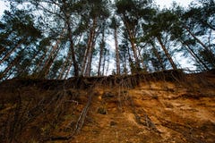Group of pine trees exposed to huge soil erosion stock image Group of pine trees exposed to huge soil erosion stock image