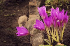 A group of purple lilies growing in stones stock images A group of purple lilies growing in stones stock images