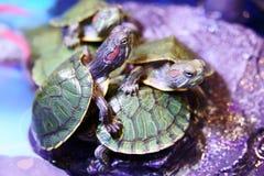 Group of Red eared Slider Turtle close up stock images Group of Red eared Slider Turtle close up stock images