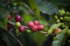 Coffee beans royalty free stock photography Coffee beans royalty free stock photography