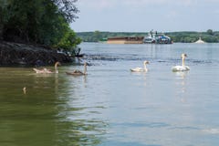 A group of swans swimming on Dunav river. stock photo A group of swans swimming on Dunav river. stock photo