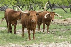 Group of Texas longhorn cattle