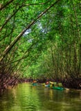 Group of tourists kayaking in the mangrove jungle Stock Photos Group of tourists kayaking in the mangrove jungle Stock Photos