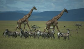 Group of zebra in foreground, some looking at camera, royalty free stock images Group of zebra in foreground, some looking at camera, royalty free stock images