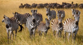 Group of zebras in the savannah. Kenya. Tanzania. National Park. Serengeti. Maasai Mara. royalty free stock images Group of zebras in the savannah. Kenya. Tanzania. National Park. Serengeti. Maasai Mara. royalty free stock images