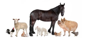 Groupe d'animaux de ferme Groupe d'animaux de ferme