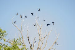 Groupe de beaucoup de corneilles volant au-dessus d'un grand arbre sec, fond d'un ciel bleu clair photographie stock Groupe de beaucoup de corneilles volant au-dessus d'un grand arbre sec, fond d'un ciel bleu clair photographie stock