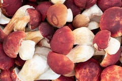 Groupe de boletus comestible f edulis de champignons de forêt pinophilus connu sous le nom de bolete de roi, petit pain de penny photo stock Groupe de boletus comestible f edulis de champignons de forêt pinophilus connu sous le nom de bolete de roi, petit pain de penny photo stock