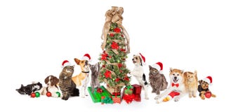 Groupe de chats et de chiens autour d'arbre de Noël images libres de droits Groupe de chats et de chiens autour d'arbre de Noël images libres de droits