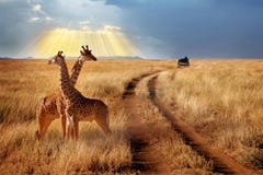 Groupe de girafes en parc national de Serengeti sur un fond de coucher du soleil avec des rayons de lumière du soleil Safari afri images stock Groupe de girafes en parc national de Serengeti sur un fond de coucher du soleil avec des rayons de lumière du soleil Safari afri images stock