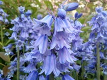 Groupe de jacinthes des bois dans le jardin photographie stock libre de droits Groupe de jacinthes des bois dans le jardin photographie stock libre de droits