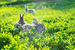 Groupe de lapins gris explorant l'herbe ensoleillée image libre de droits Groupe de lapins gris explorant l'herbe ensoleillée image libre de droits