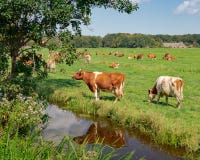 Groupe de Néerlandais frôlant des vaches dans un domaine le long d'un canal photo libre de droits Groupe de Néerlandais frôlant des vaches dans un domaine le long d'un canal photo libre de droits