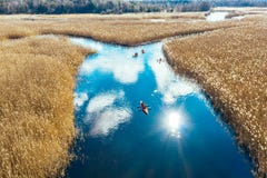 Groupe de personnes dans des kayaks parmi des roseaux sur la rivi?re d'automne photos stock Groupe de personnes dans des kayaks parmi des roseaux sur la rivi?re d'automne photos stock