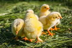 Groupe de petits poulets dans l'herbe image libre de droits Groupe de petits poulets dans l'herbe image libre de droits
