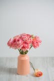 Groupe de pâle - fond persan de lumière de renoncule de ranunculus rose, surface en bois blanc de vase d'isolement par glace photo stock Groupe de pâle - fond persan de lumière de renoncule de ranunculus rose, surface en bois blanc de vase d'isolement par glace photo stock