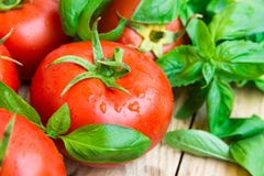 Groupe de tomates organiques humides fraîches, basilic vert sur la table en bois âgée de jardin de planche, consommation propre, Images libres de droits Groupe de tomates organiques humides fraîches, basilic vert sur la table en bois âgée de jardin de planche, consommation propre, Images libres de droits