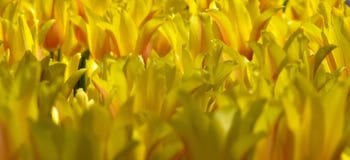 Groupe de tulipes jaunes avec le détail orange images stock Groupe de tulipes jaunes avec le détail orange images stock