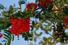 Groupe mûr rouge de sorbe avec les feuilles vertes de sorbe en automne contre le ciel bleu branche rouge colorée automnale de sor photo stock Groupe mûr rouge de sorbe avec les feuilles vertes de sorbe en automne contre le ciel bleu branche rouge colorée automnale de sor photo stock