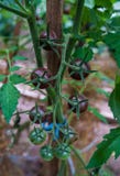 Groupes énormes de tomates-cerises de baie en serre chaude à une ferme photo libre de droits Groupes énormes de tomates-cerises de baie en serre chaude à une ferme photo libre de droits